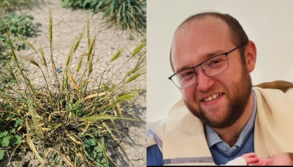 Israele, dal grano antico una scoperta per l’agricoltura del futuro Israele, dal grano antico una scoperta per l’agricoltura del futuro