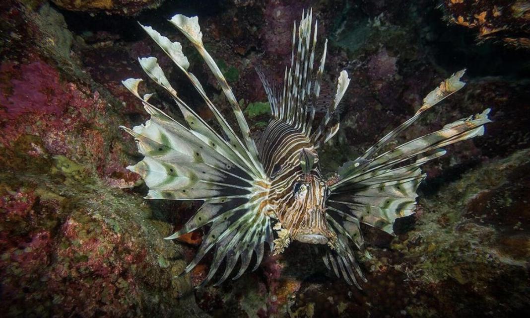 Dal Mar Rosso alle spiagge di Israele: la minaccia silenziosa del pesce leone