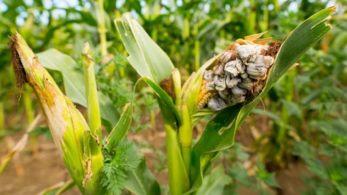 Ricercatori israeliani scoprono un composto vegetale che distrugge funghi nocivi