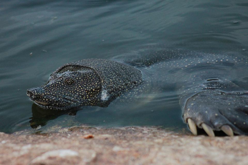 Salvata nel Giordano una rara tartaruga dal guscio molle