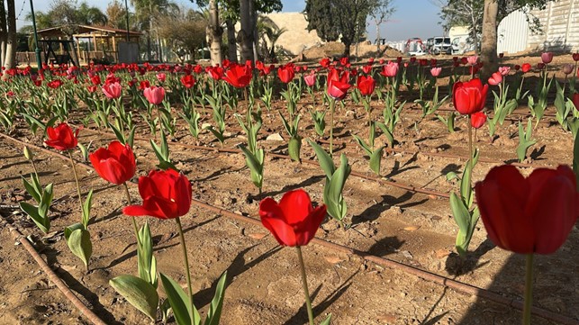 Fioriscono i tulipani lungo il confine con Gaza