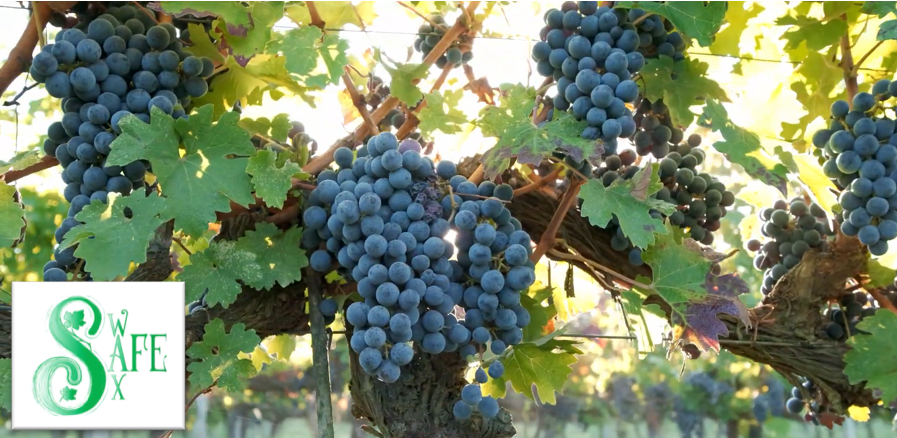 Ricerca israeliana: svolta green per proteggere le colture e ridurre l’uso dei pesticidi Ricerca israeliana: svolta green per proteggere le colture e ridurre l’uso dei pesticidi