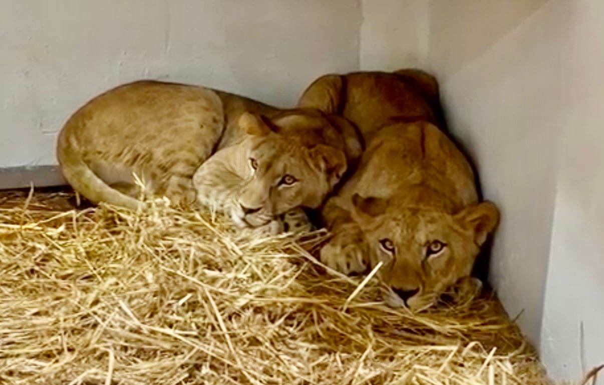 Israele, arrivati quattro leoni allo zoo di Haifa