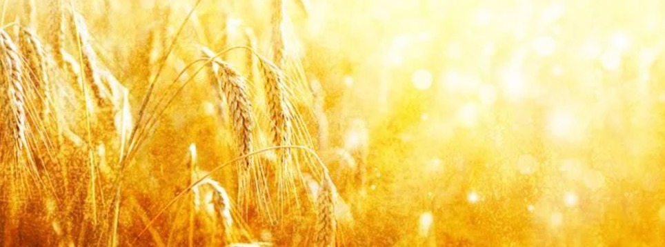 Contare i giorni, costruire la libertà: il senso profondo della Sefirat ha-Omer Contare i giorni, costruire la libertà: il senso profondo della Sefirat ha-Omer