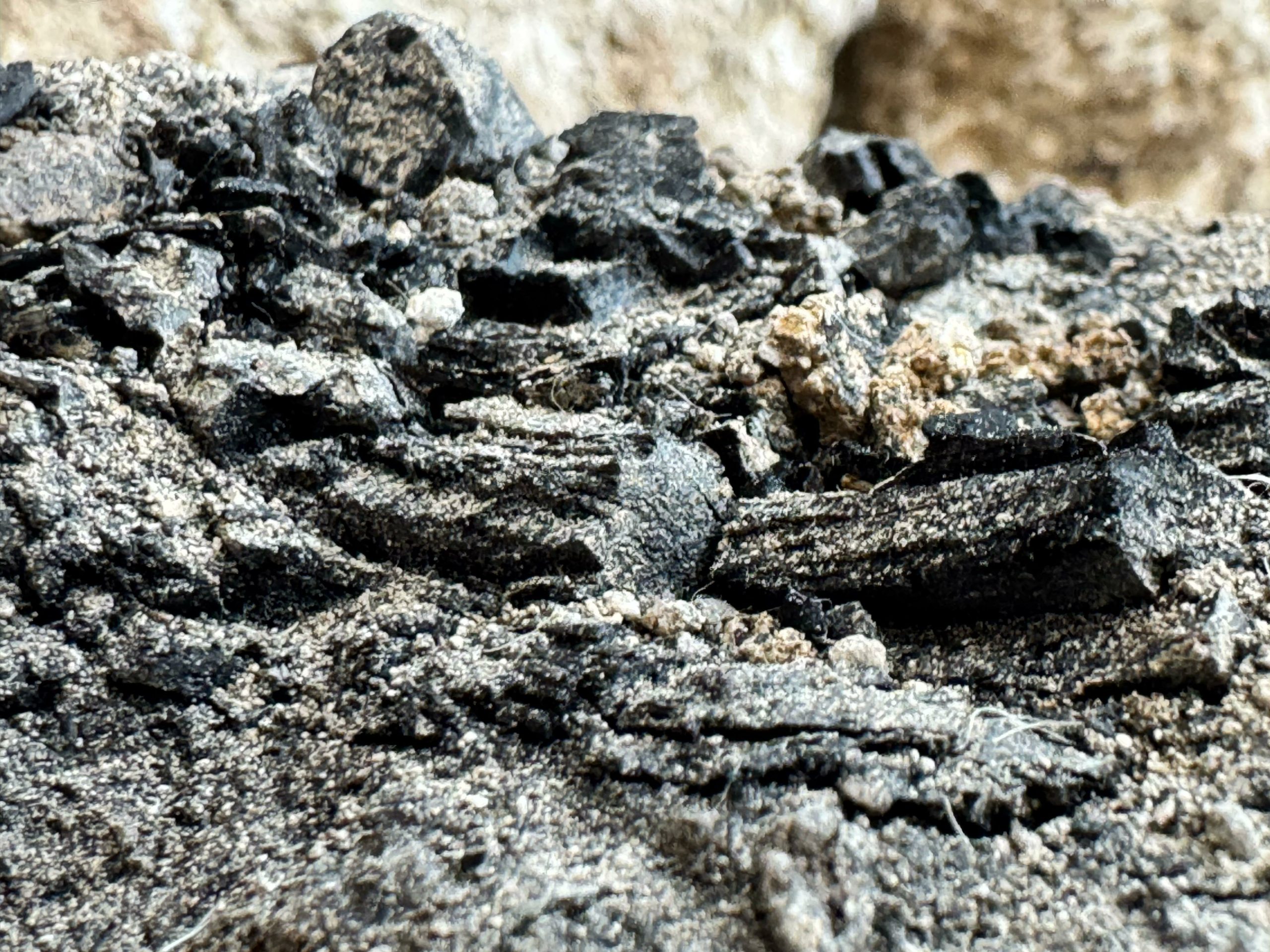 Gerusalemme: scoperte travi bruciate durante la distruzione del Primo Tempio Gerusalemme: scoperte travi bruciate durante la distruzione del Primo Tempio