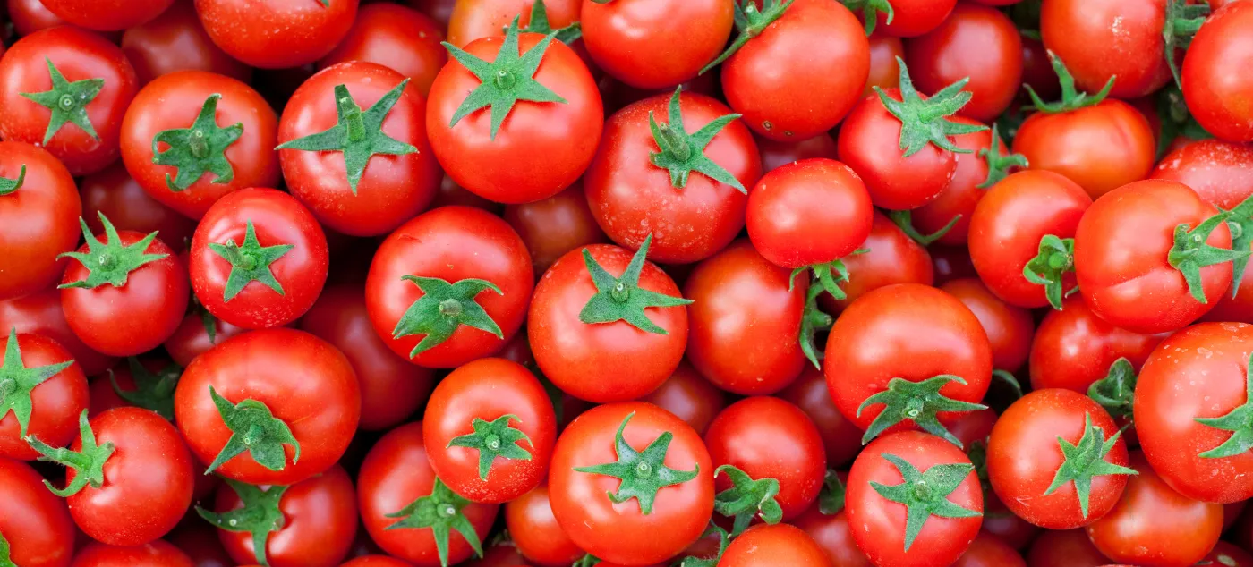 Pomodori, la svolta israeliana: fino a 18 volte più raccolto