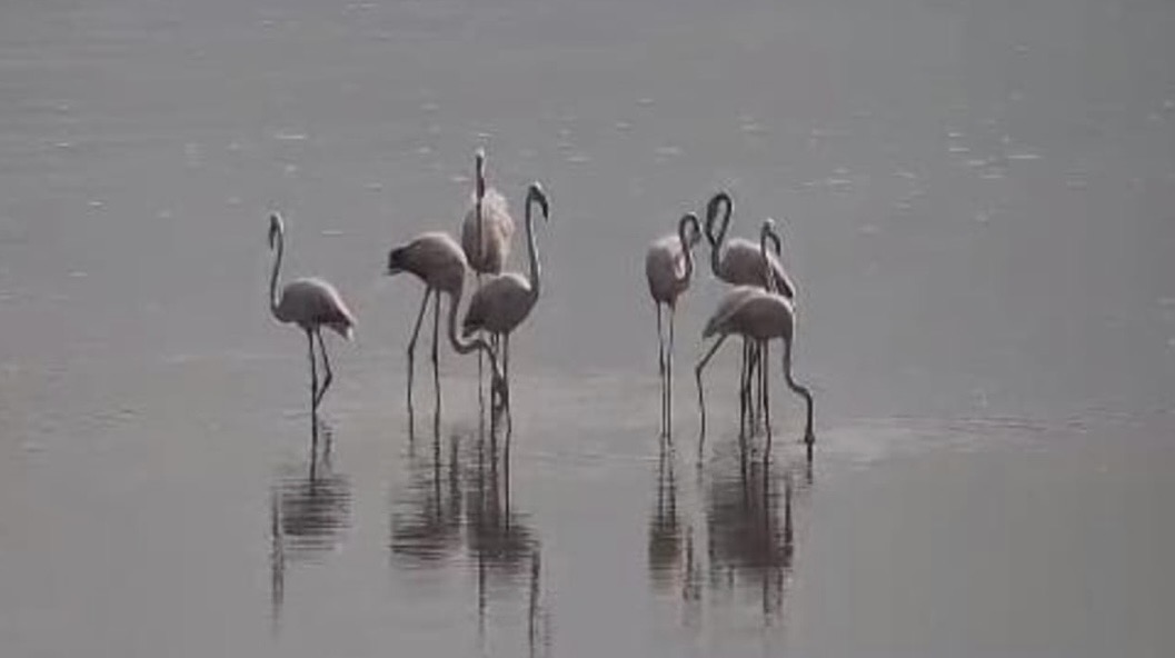 Al lago Hula tornano i fenicotteri: al via la grande migrazione autunnale Al lago Hula tornano i fenicotteri: al via la grande migrazione autunnale