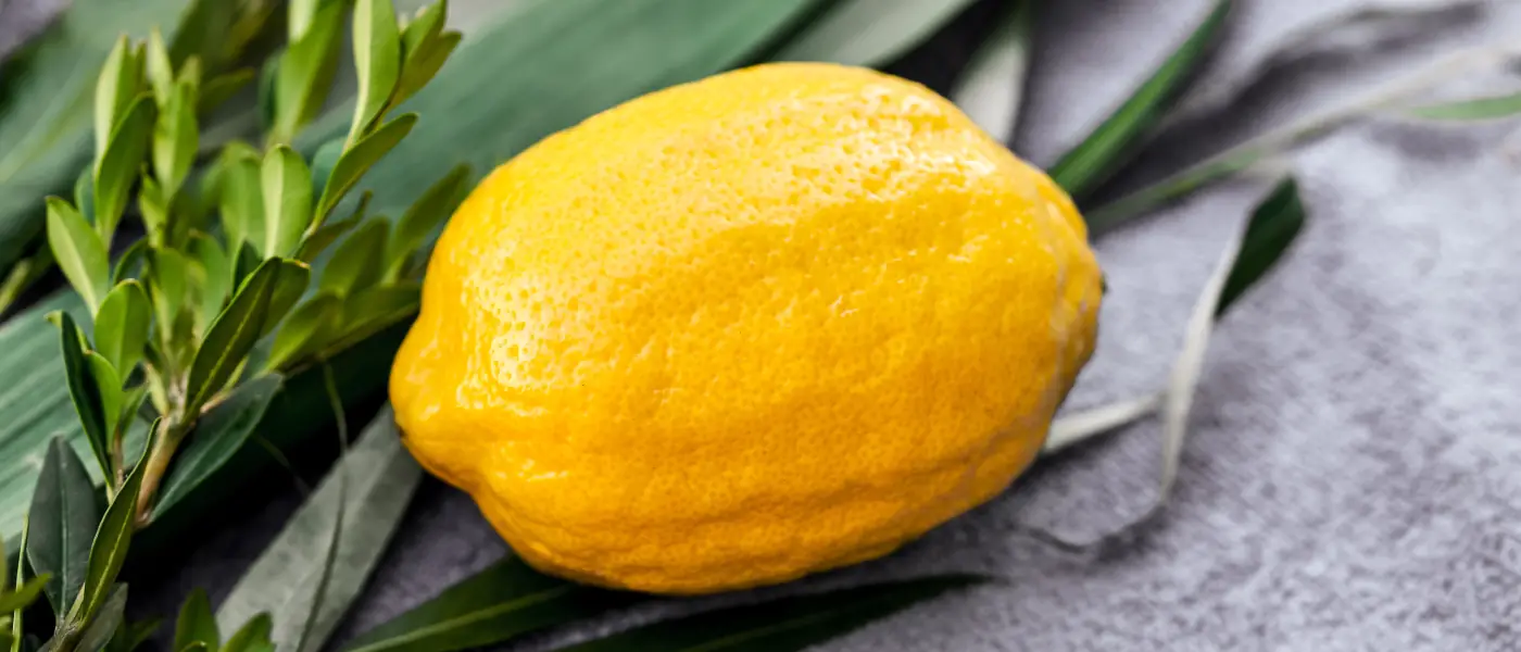 Succòt: Il cedro e il Gan ‘Eden