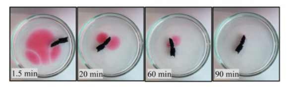Time-lapse sequence showing bacterial diffusion on petri dishes over 90 minutes